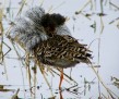 thumb_700_750_9th_place_Peter_Nilsson_Digiscoping_Ruff[14]